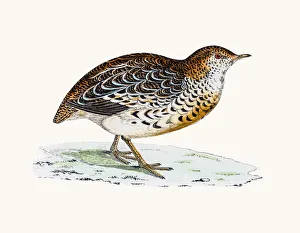 <b class=qtipBold><figcaption>Andalusian Quail</figcaption></b><br>A photograph of an original hand-colored engraving from The History of British Birds by Morris published in 1853-1891.<br><em>© mashuk</em> Andalusian Quail