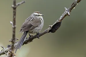Andean Tit-spinetail (Leptasthenura andicola) resting Andean Tit-spinetail (Leptasthenura andicola) resting