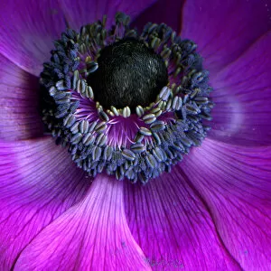 Images Dated 18th May 2012: Anemone Coronaria