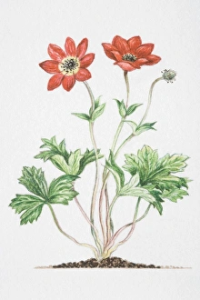 Anemone pavonina, red flowers on slender stalks, with bracts further down stalk at a distance from flowers Anemone pavonina, red flowers on slender stalks, with bracts further down stalk at a distance from flowers