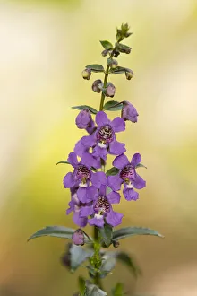Angelface -Angelonia spec.-, flowering, Lower Saxony, Germany Angelface -Angelonia spec.-, flowering, Lower Saxony, Germany