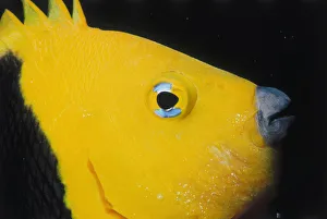 <b class=qtipBold><figcaption>Angelfish</figcaption></b><br>Jeff Rotman Underwater Photography, a0106-000234 Angelfish