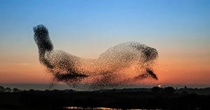 Anglesey Starlings - or a dolphin in the sky? Anglesey Starlings - or a dolphin in the sky?