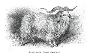 <b class=qtipBold><figcaption>Angora goat engraving 1897</figcaption></b><br>Meyers Konversations-Lexikon.<br><em>© Roberto A Sanchez</em> Angora goat engraving 1897