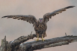 <b class=qtipBold><figcaption>Angry Hawk</figcaption></b><br>A young hawk was agitated by the pouring rain. Taken at Coyote Hills Regional Park, Fremont, CA.<br><em>© 2016 Phoo Chan</em> Angry Hawk