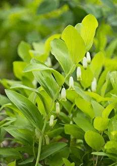 Angular Solomons Seal or Scented Solomons Seal -Polygonatum odoratum-, flowering, Thuringia, Germany Angular Solomons Seal or Scented Solomons Seal -Polygonatum odoratum-, flowering, Thuringia, Germany