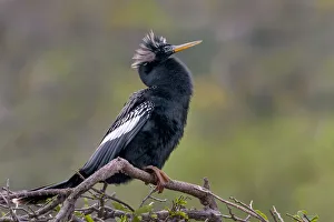 <b class=qtipBold><figcaption>anhinga at rest on perch</figcaption></b><br>Russell Burden, 855227248<br><em>© Russell Burden</em> anhinga at rest on perch