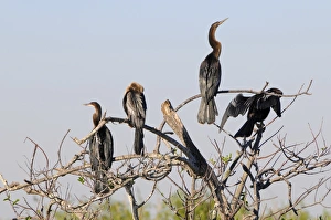 Anhingas, Anhinga anhinga, roosting. Everglades National Park, Florida, USA Anhingas, Anhinga anhinga, roosting. Everglades National Park, Florida, USA