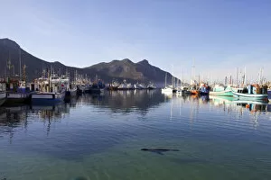 Images Dated 3rd October 2011: animal, boat, clear sky, color image, colour image, day, daytime, harbor, horizontal