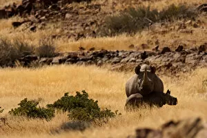 animal family, animal themes, animals in the wild, beauty in nature, black rhinoceros