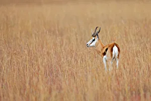animal themes, animals in the wild, antelope, antidorcas marsupialis, beauty in nature animal themes, animals in the wild, antelope, antidorcas marsupialis, beauty in nature