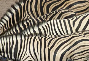 animal themes, bending, burchells zebra, conformity, day, equus burchellii, four animals animal themes, bending, burchells zebra, conformity, day, equus burchellii, four animals