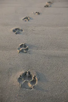 Animal Tracks Most Likely Dog Tracks In The Endangered And Rare Coastal Sand Dunes At Animal Tracks Most Likely Dog Tracks In The Endangered And Rare Coastal Sand Dunes At