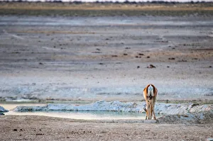animal in the wild, animals, antidorcas marsupialis, etosha, etosha park, herbivore animal in the wild, animals, antidorcas marsupialis, etosha, etosha park, herbivore
