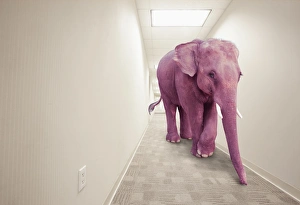 animals, avoidance, bizarre, california, color image, concept, copy space, corridor animals, avoidance, bizarre, california, color image, concept, copy space, corridor