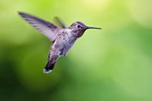<b class=qtipBold><figcaption>Annas Hummingbird</figcaption></b><br>Annas Hummingbird fly on green background.<br><em>© Phoo Chan</em> Annas Hummingbird