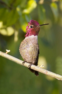 <b class=qtipBold><figcaption>Anna's Hummingbird</figcaption></b><br>Anna's Hummingbird perching on branch.<br><em>© Phoo Chan</em> Anna's Hummingbird
