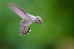 <b class=qtipBold><figcaption>Anna's Hummingbird</figcaption></b><br>Anna's Hummingbird flying.<br><em>© Phoo Chan</em> Anna's Hummingbird