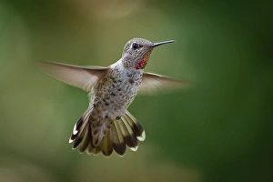 <b class=qtipBold><figcaption>Annas Hummingbird</figcaption></b><br>Male Annas Hummingbird flying front images view.<br><em>© Phoo Chan</em> Annas Hummingbird