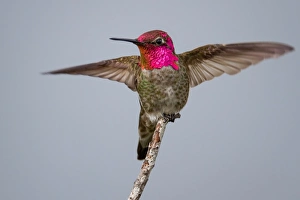 <b class=qtipBold><figcaption>Anna's Hummingbird</figcaption></b><br>Male Anna's hummingbird perching on branch against clear sky.<br><em>© Phoo Chan</em> Anna's Hummingbird