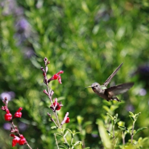 <b class=qtipBold><figcaption>An Anna's Hummingbird In Flight</figcaption></b><br>An Anna's hummingbird in flight on green and purple bokeh background. about to feed on the nectar of these red flowers. taken at Shipley Nature Center in Huntington Beach, CA.<br><em>© 2009-2010 Susan Gary</em> An Anna's Hummingbird In Flight