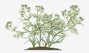 annual, botany, branch, cumin, cuminum cyminum, cut out, day, flora, flower, front view annual, botany, branch, cumin, cuminum cyminum, cut out, day, flora, flower, front view