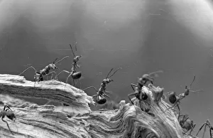<b class=qtipBold><figcaption>Ant Expedition</figcaption></b><br>5th May 1948: Worker ants walking along the edge of a piece of bark during a group forage for food. Original Publication: Picture Post - 4559 - The Mysterious Life Of Ants - pub. 1948 (Photo by Raymond Kleboe/Picture Post/Getty Images) Ant Expedition