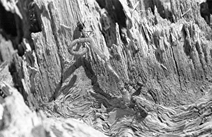 <b class=qtipBold><figcaption>Ant Food</figcaption></b><br>5th May 1948: Three ants dragging a worm they have killed back to the nest where its pre-digested form will be shared among the community. Original Publication: Picture Post - 4559 - The Mysterious Life Of Ants - pub. 1948 (Photo by Raymond Kleboe/Picture Post/Getty Images) Ant Food