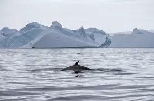 Antarctic Minke Whale Gallery: Antarctic Minke Whale -Balaenoptera bonaerensis-, back and fin, in front of icebergs