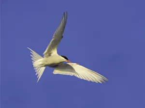 Antarctic tern flying, Antarctic Peninsula Antarctic tern flying, Antarctic Peninsula