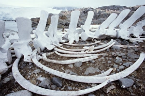 Antarctica, Port Lockroy, fin whale bones on shore, penguins nearby Antarctica, Port Lockroy, fin whale bones on shore, penguins nearby