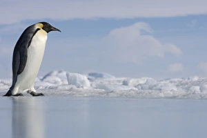 Antarctica, Snow Hill Island, emperor penguin on ice, side view Antarctica, Snow Hill Island, emperor penguin on ice, side view