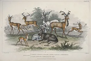 Antelopes