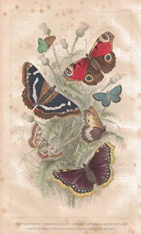 Antenna, Antique, Butterfly, Camberwell Beauty, Illustration and Painting, Insect Antenna, Antique, Butterfly, Camberwell Beauty, Illustration and Painting, Insect