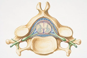 Central Nervous System Gallery: Anterior cross section of spinal column revealing how vertebra fits round spinal cord
