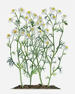 Anthemis nobilis (Roman Camomile) with white flowers, yellow at centre, and green leaves on tall stems Anthemis nobilis (Roman Camomile) with white flowers, yellow at centre, and green leaves on tall stems