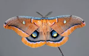 Images Dated 6th July 2019: Antheraea polyphemus a Polyphemus moth