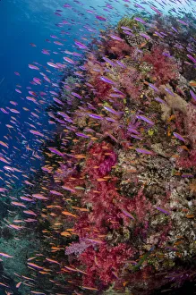 Anthias (Pseudanthias squamipinnis) swimming close to coral reef, Fiji Anthias (Pseudanthias squamipinnis) swimming close to coral reef, Fiji