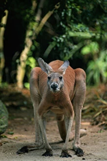 Images Dated 3rd September 2005: Antilopine kangaroo (Macropus antilopinus) standing, Australia