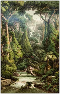 Antique botany illustration: Sri Lanka forest Antique botany illustration: Sri Lanka forest