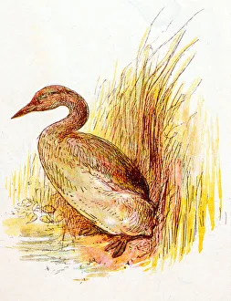 Antique children book illustrations: Grebe Antique children book illustrations: Grebe