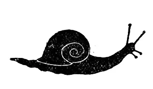 Antique childrens book comic illustration: snail Antique childrens book comic illustration: snail