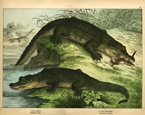 The Magical World of Illustration Gallery: Antique chromo-lithograph with Crocodile and Alligator, Kirbys Natural History of