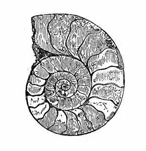 Ammonite Gallery: Antique illustration of Ammonite
