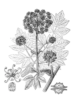 Antique illustration of Angelica archangelica (Garden Angelica, Holy Ghost) Antique illustration of Angelica archangelica (Garden Angelica, Holy Ghost)