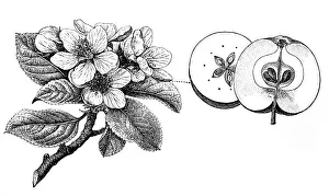 Images Dated 3rd January 2016: Antique illustration of apple tree