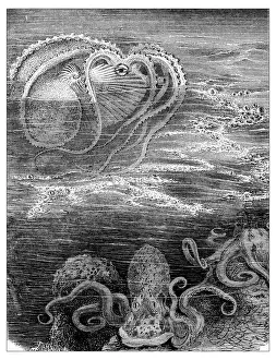 Antique illustration of argonaut and squids Antique illustration of argonaut and squids