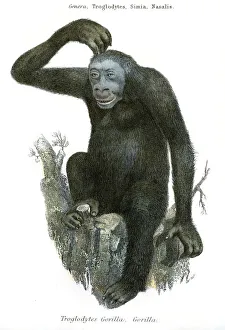 <b class=qtipBold><figcaption>Antique illustration gorilla 1803</figcaption></b><br>The Museum of Natural History - the Animal Kingdom (Mammalia) Published by William Mackenzie, 1803 - London<br><em>© Roberto A Sanchez</em> Antique illustration gorilla 1803