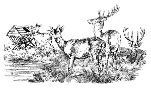 Antique illustration of group of deer, stag at the pond Antique illustration of group of deer, stag at the pond