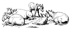 Antique illustration of group of foals and donkeys Antique illustration of group of foals and donkeys